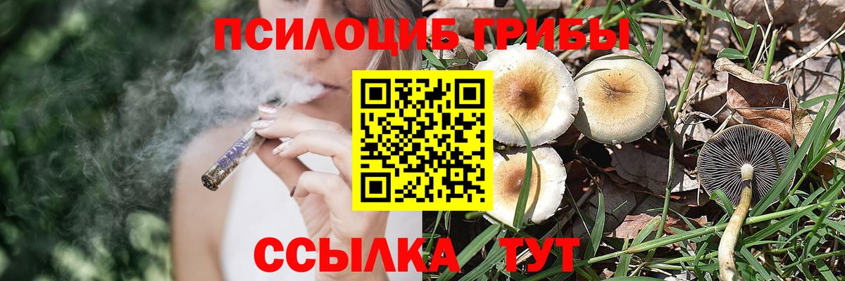 Псилоцибиновые грибы Psilocybine cubensis Биробиджан